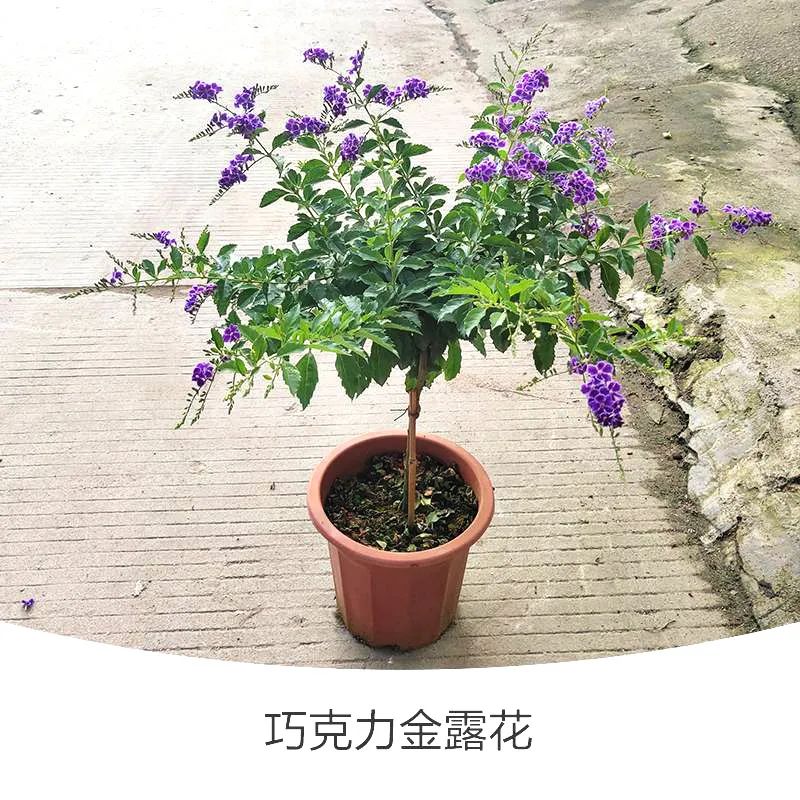 金露花 | 人間巧克力，開花時隔壁小孩要饞哭